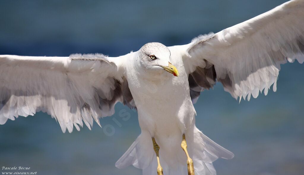 Yellow-legged Gulladult