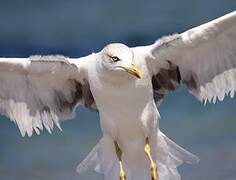 Yellow-legged Gull