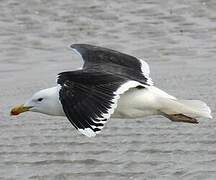 Great Black-backed Gull