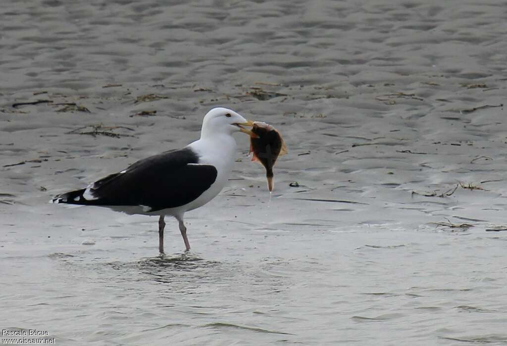 Great Black-backed Gulladult, feeding habits