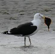 Great Black-backed Gull