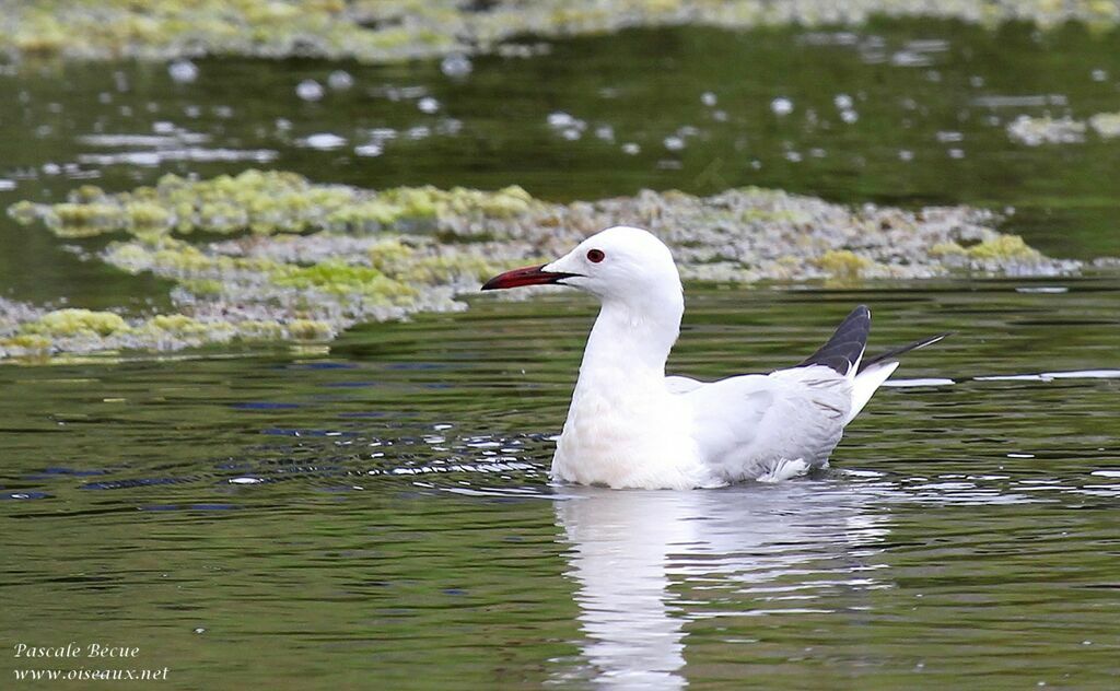 Slender-billed Gulladult