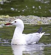 Slender-billed Gull