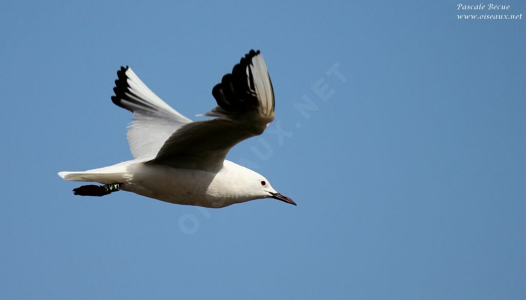 Slender-billed Gulladult, Flight