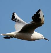 Slender-billed Gull