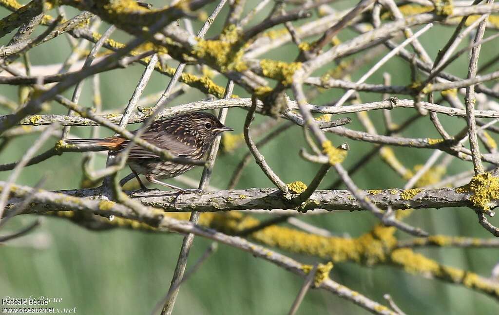 Bluethroatjuvenile