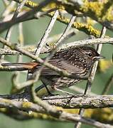 Bluethroat