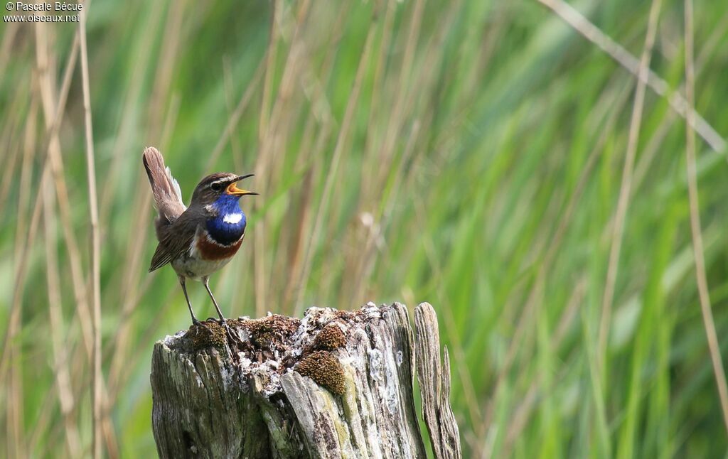 Bluethroat male adult, song