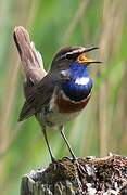 Bluethroat