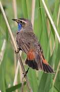 Bluethroat