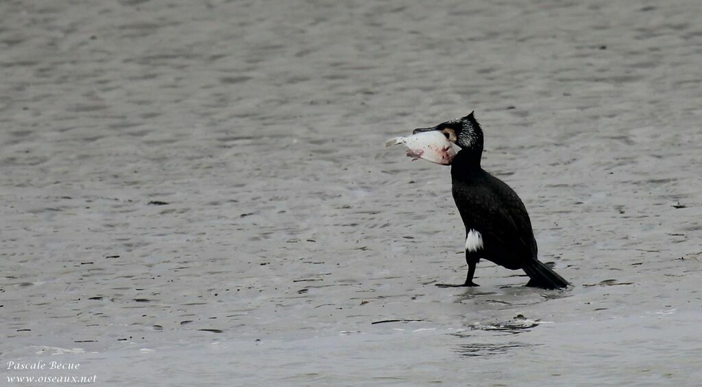 Great Cormorant male adult breeding