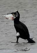 Great Cormorant