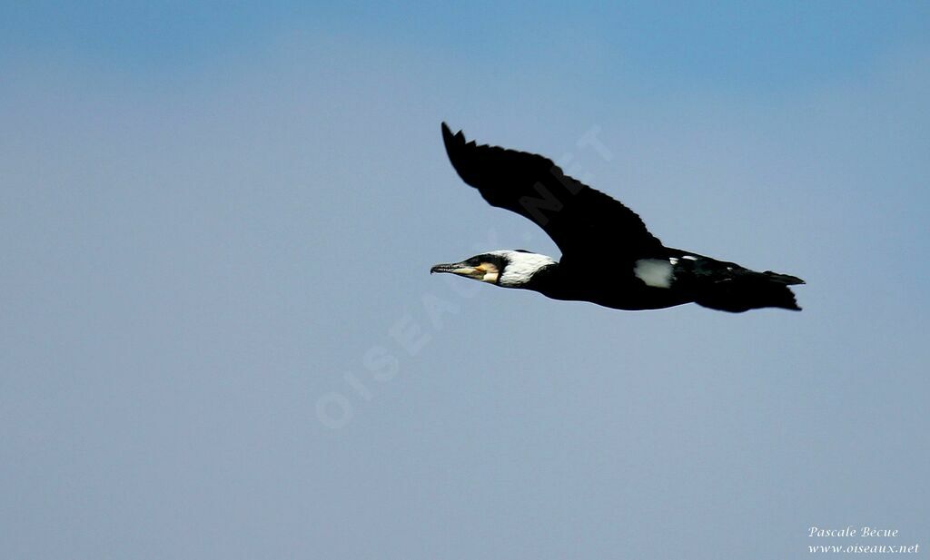 Great Cormorantadult breeding, Flight