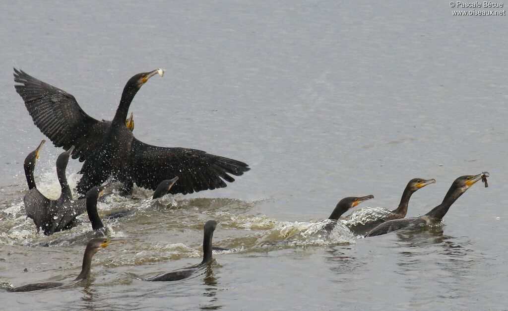 Great Cormorant