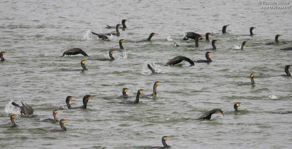 Great Cormorant, Behaviour