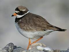 Common Ringed Plover