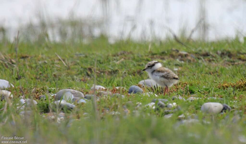 Common Ringed PloverPoussin, habitat