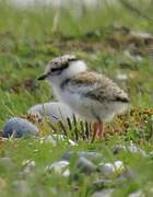 Common Ringed Plover