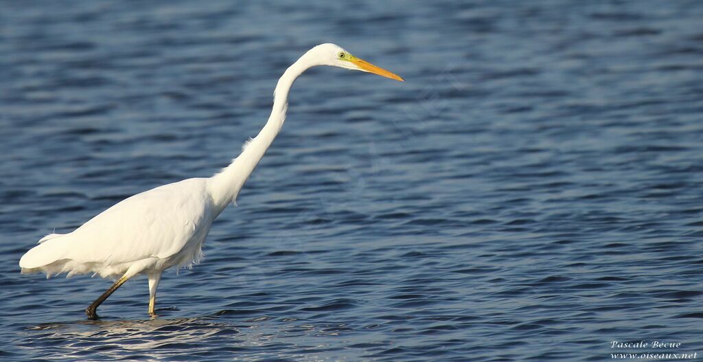 Great Egretadult