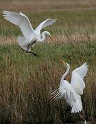 Great Egret