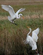 Grande Aigrette