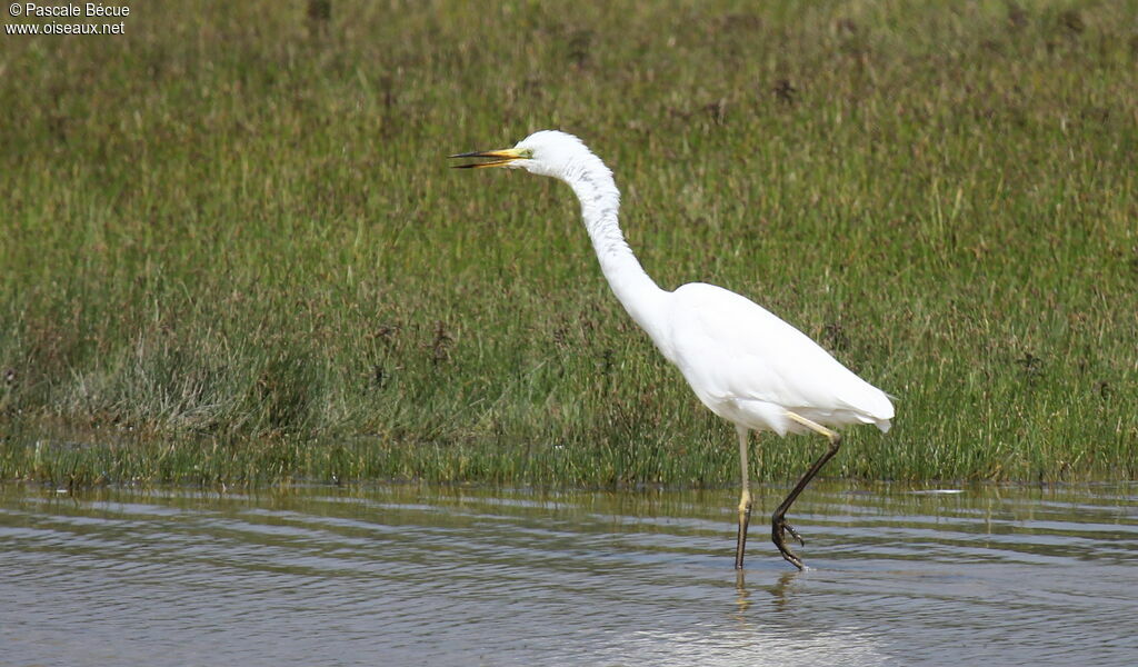 Great Egretadult