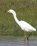 Grande Aigrette