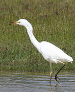 Great Egret