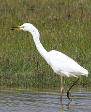 Grande Aigrette