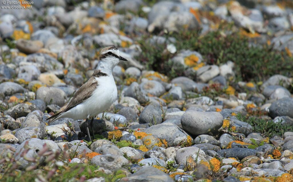 Gravelot à collier interrompuadulte