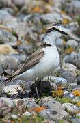 Kentish Plover