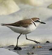 Kentish Plover