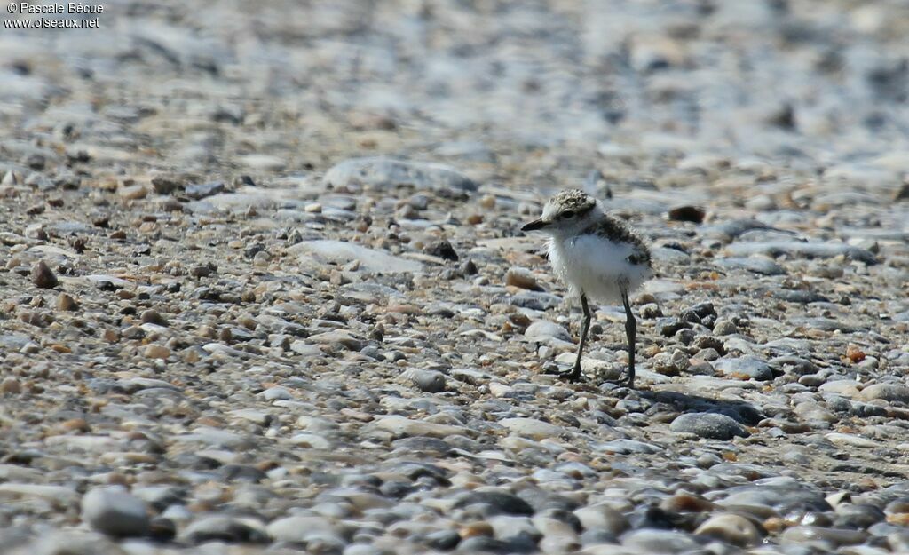 Gravelot à collier interrompujuvénile