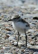 Kentish Plover