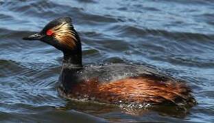 Black-necked Grebe