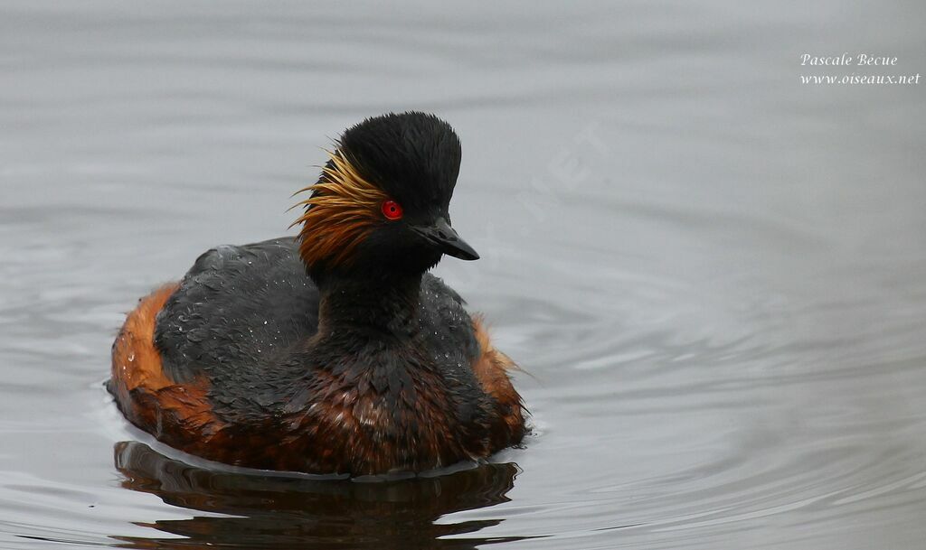 Black-necked Grebeadult breeding