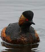 Black-necked Grebe