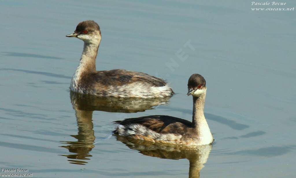 Black-necked GrebeFirst year, pigmentation