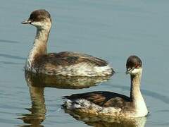 Black-necked Grebe