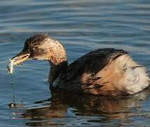 Little Grebe