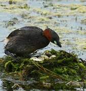 Little Grebe