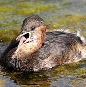 Little Grebe