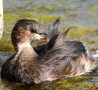 Little Grebe