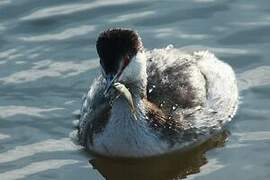 Horned Grebe