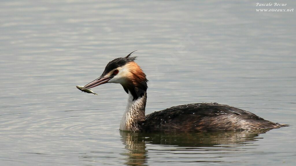 Great Crested Grebeadult