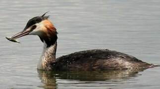 Great Crested Grebe