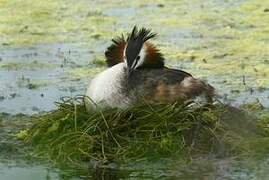 Great Crested Grebe