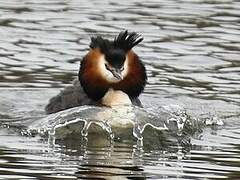 Great Crested Grebe