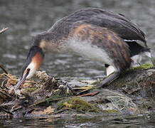 Great Crested Grebe