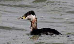 Red-necked Grebe